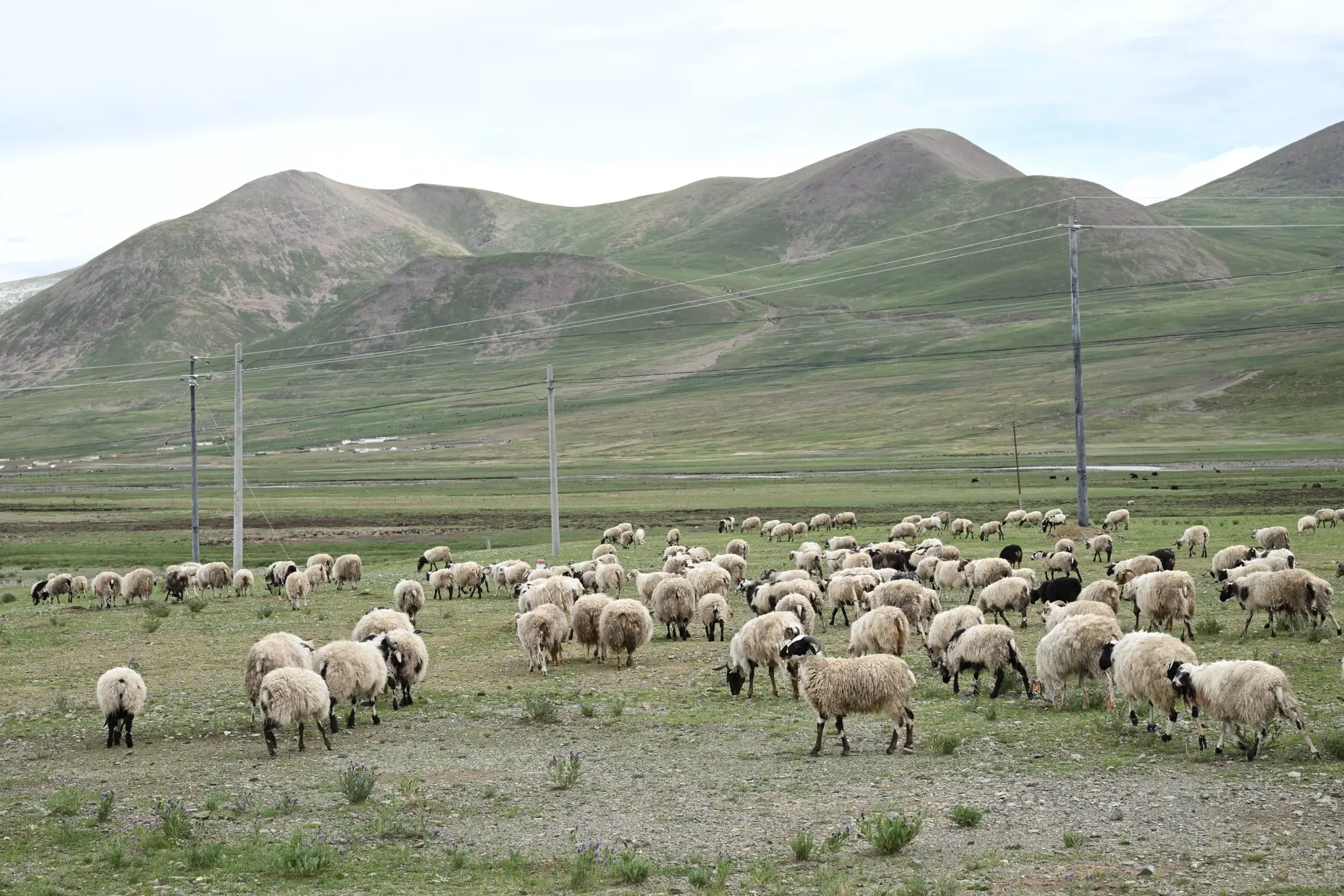 The Journey in Tibet