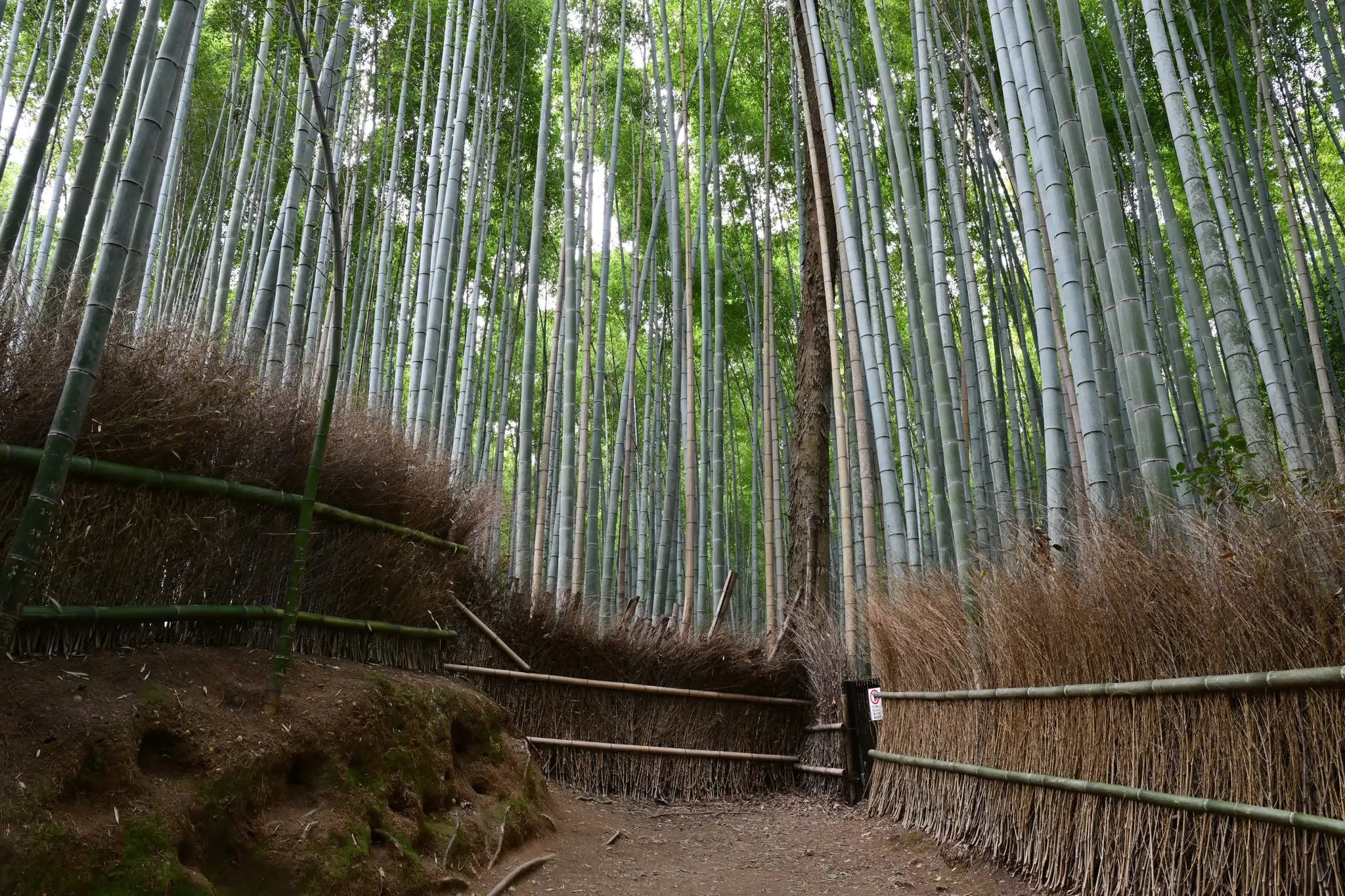 Japan · Kyoto — My Photo Memoir
