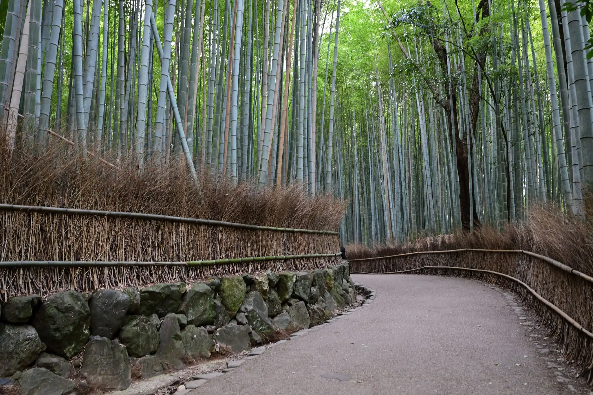 Japan · Kyoto — My Photo Memoir