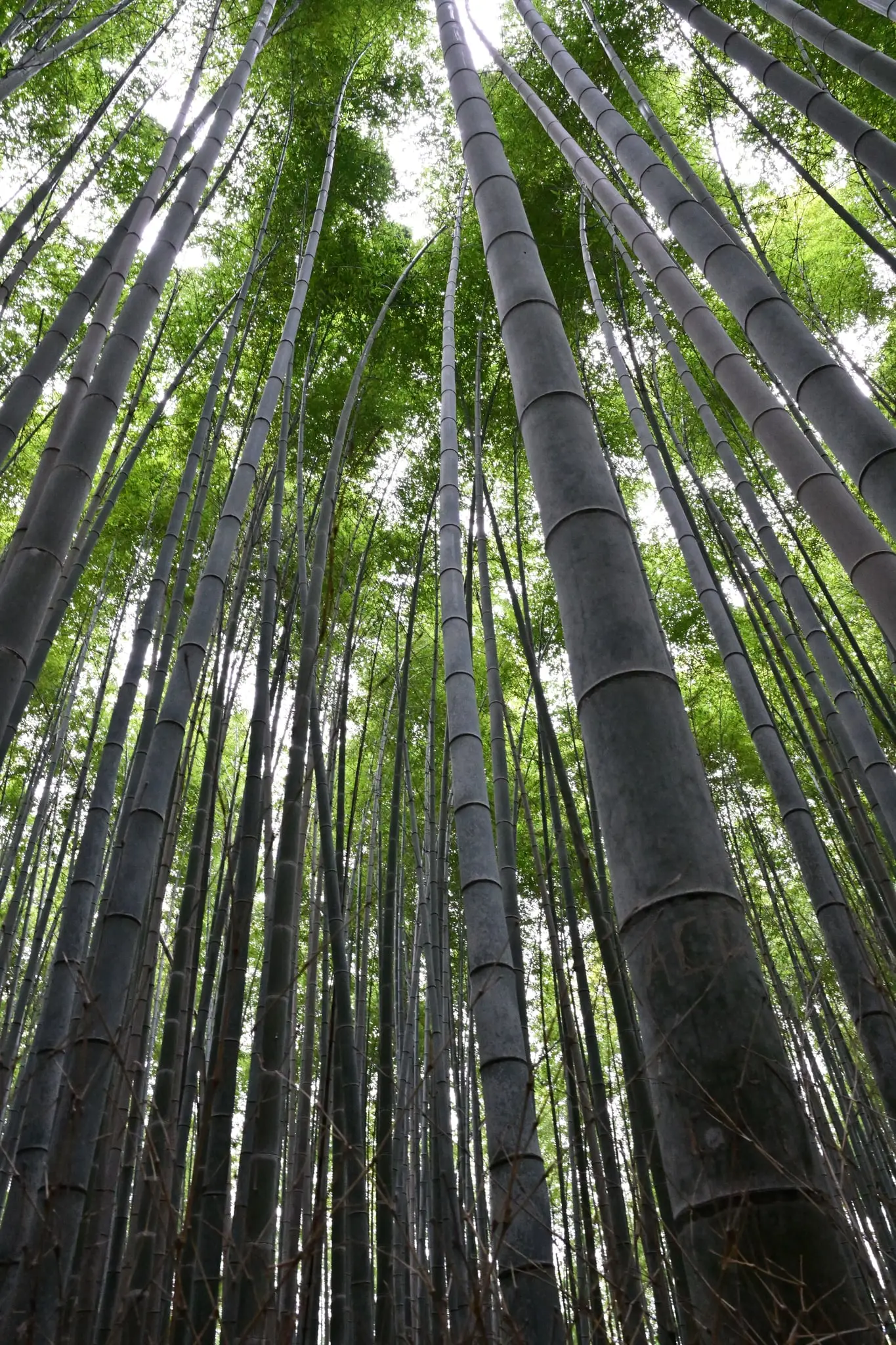 Japan · Kyoto — My Photo Memoir