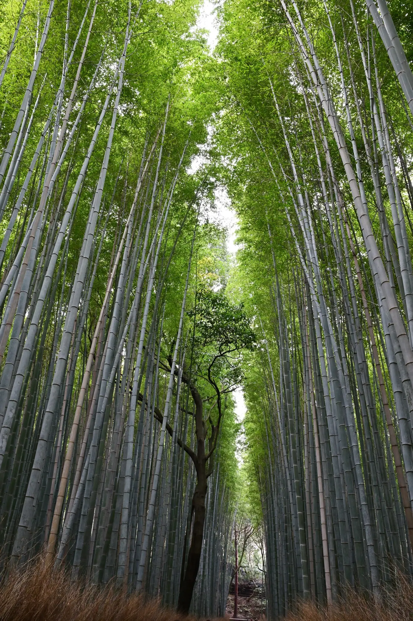Japan · Kyoto — My Photo Memoir
