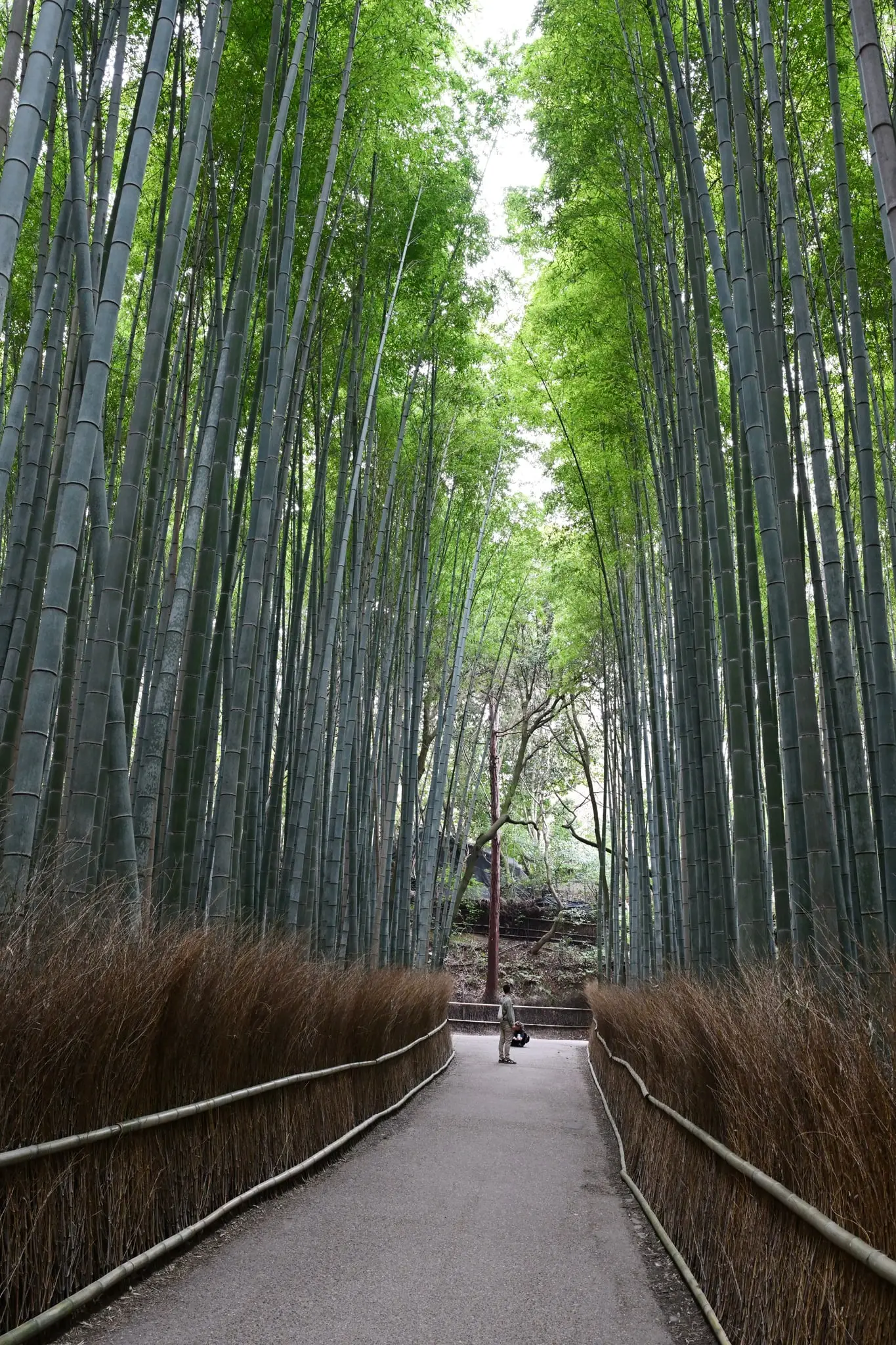Japan · Kyoto — My Photo Memoir