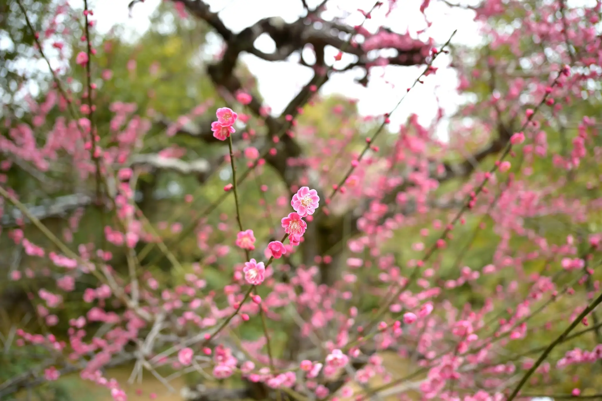 Japan · Kyoto — My Photo Memoir