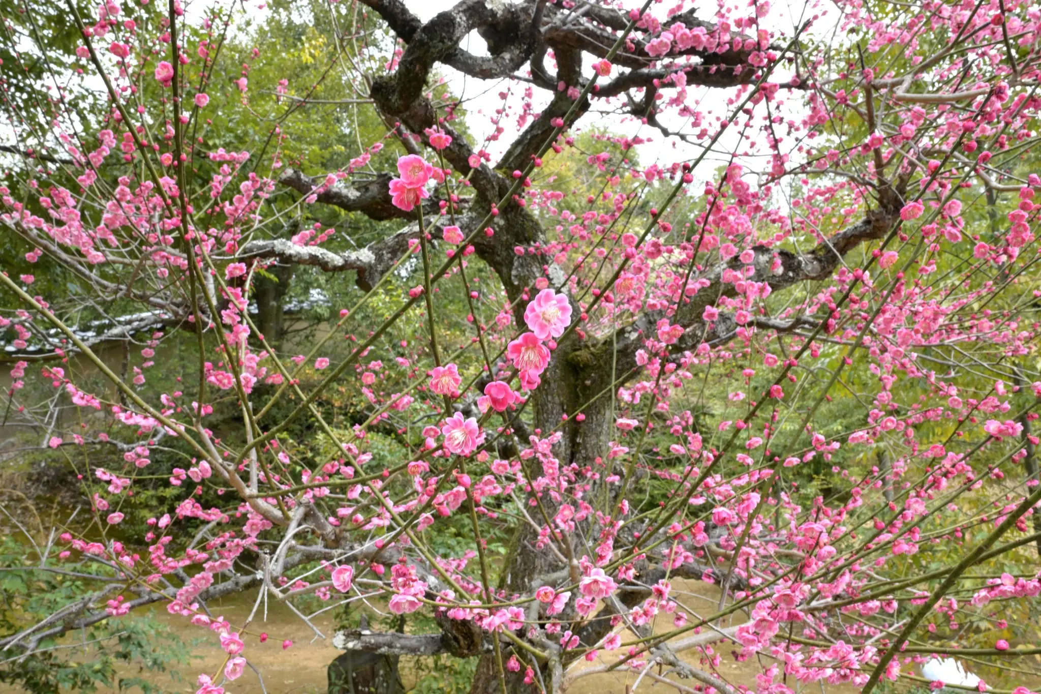 Japan · Kyoto — My Photo Memoir