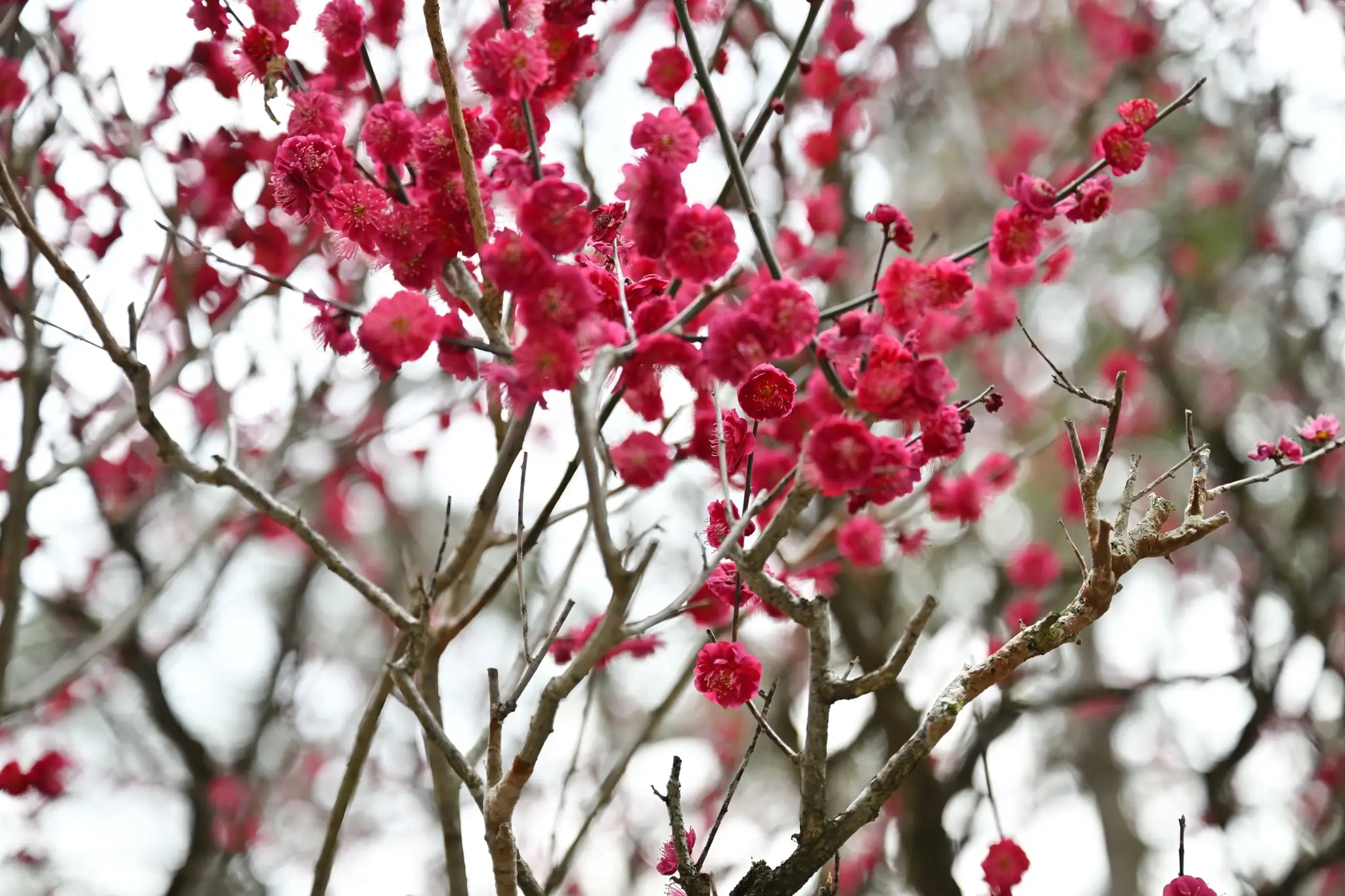 Japan · Kyoto — My Photo Memoir