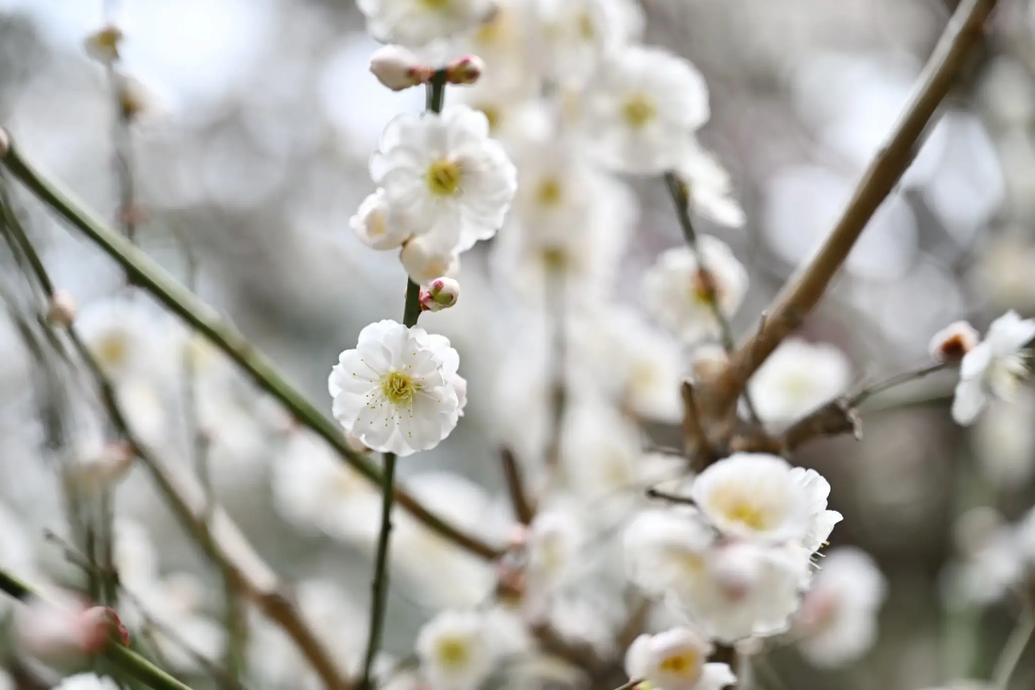 Japan · Kyoto — My Photo Memoir