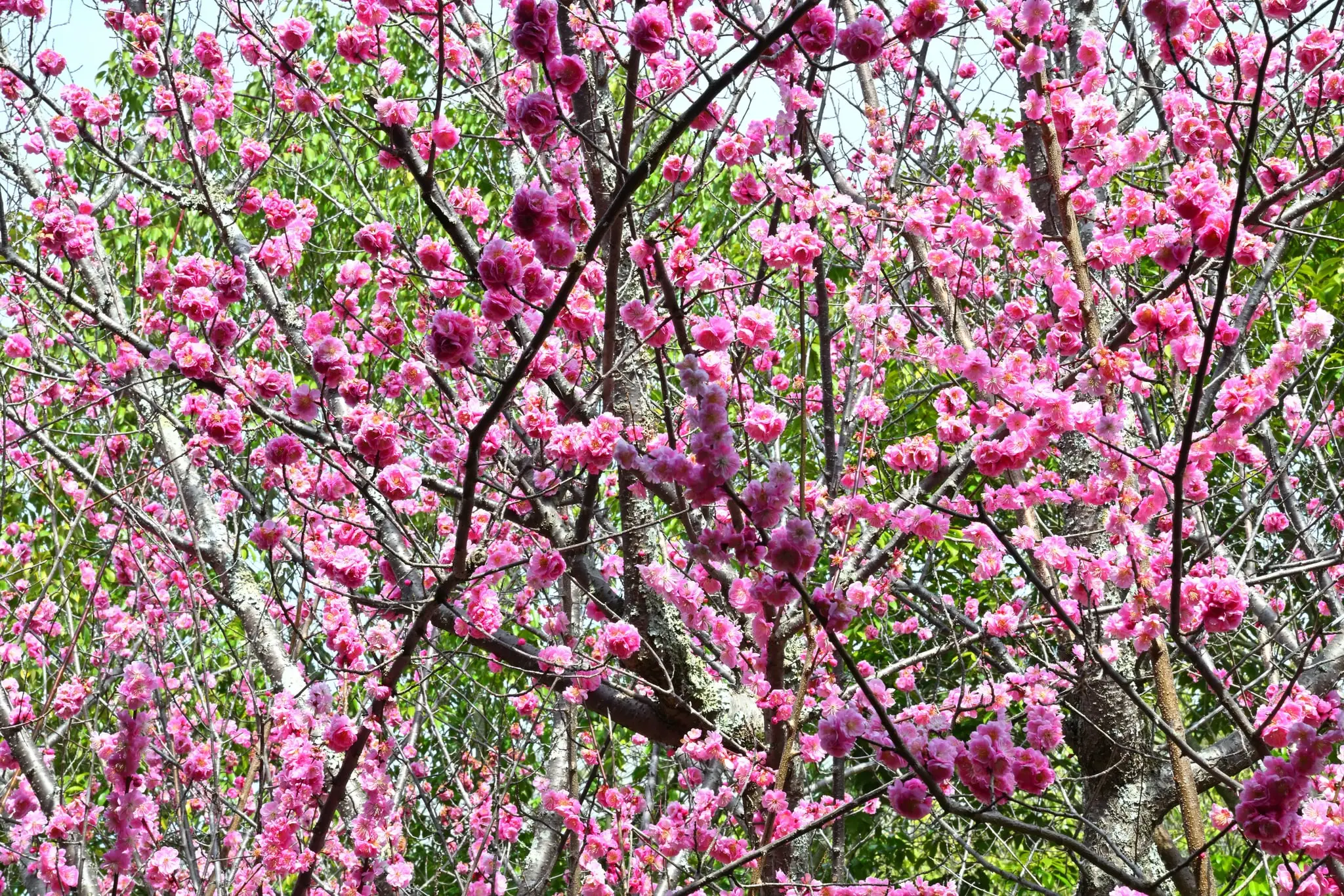 Japan · Kyoto — My Photo Memoir