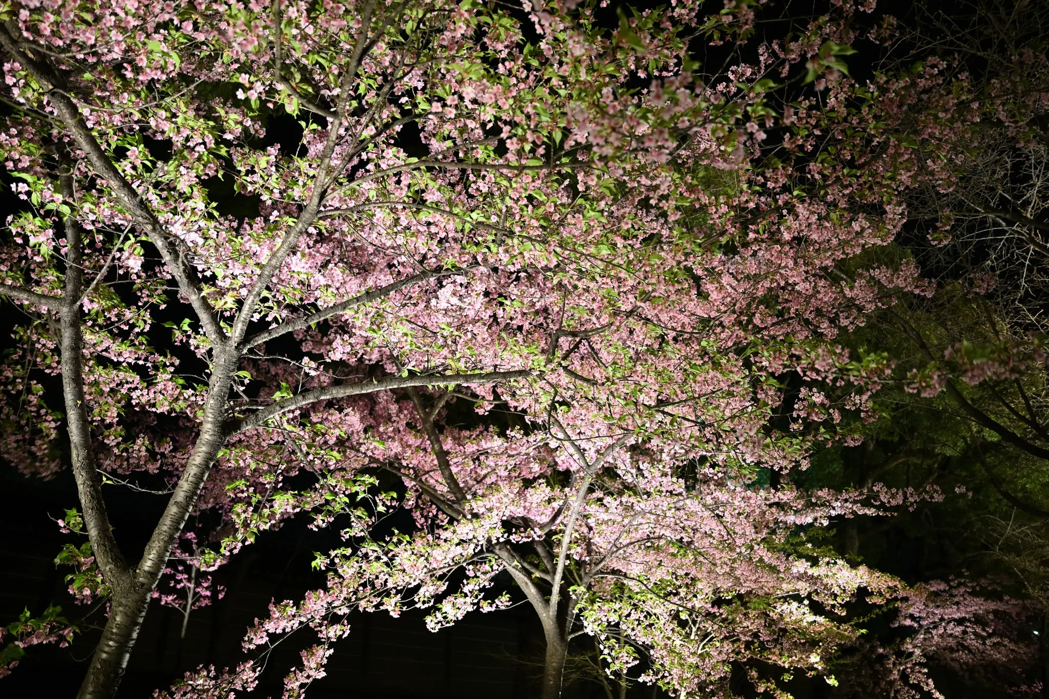 Japan · Kyoto — My Photo Memoir
